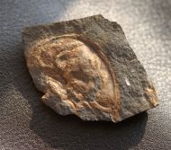 Mesolenellus svalbardensis (Kielan,1960)