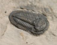 Asaphiscus wheeleri MEEK, 1873