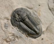 Asaphiscus wheeleri MEEK, 1873