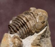 Geesops schlotheimi (BRONN, 1825) & (?)Radiaspis comes
