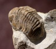 Geesops schlotheimi (BRONN, 1825) & (?)Radiaspis comes