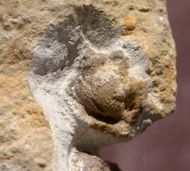 Geesops schlotheimi (BRONN, 1825) & (?)Radiaspis comes