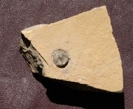 Cedaria minor (WALCOTT, 1916)