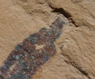Emeraldella sp.