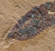 Emeraldella sp.