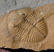 Ogyginus corndensis (MURCHISON,1839)