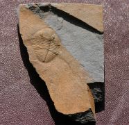 Ogyginus corndensis (MURCHISON,1839)