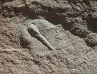 Lloydolithus lloydi (MURCHISON, 1839)