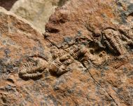 Agerina sp.
