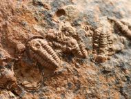 Agerina sp.