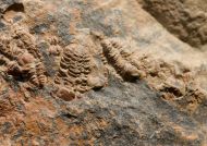 Agerina sp.