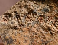 Agerina sp.