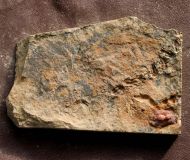 Agerina sp.