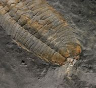 Eodalmanitina destombesi HENRY, 1966