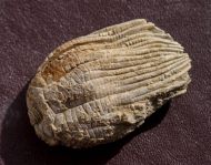 Zeacrinites sp