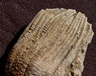 Zeacrinites sp