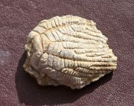 Zeacrinites sp
