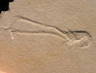 Mecochirus longimanatus SCHLOTHEIM, 1820