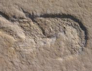 Mecochirus longimanatus SCHLOTHEIM, 1820