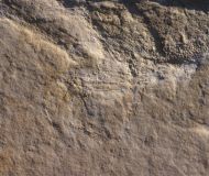 Mecochirus longimanatus SCHLOTHEIM, 1820