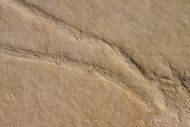 Mecochirus longimanatus SCHLOTHEIM, 1820