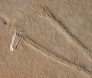 Mecochirus longimanatus SCHLOTHEIM, 1820