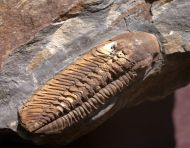 Phacopidina micheli (TROMELIN 1877)
