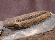Phacopidina micheli (TROMELIN 1877)