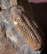 Phacopidina micheli (TROMELIN 1877)