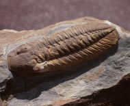 Phacopidina micheli (TROMELIN 1877)