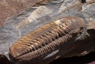 Phacopidina micheli (TROMELIN 1877)