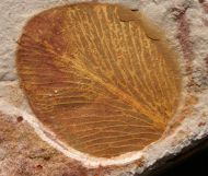 Glossopteris brownii (Brongniart,1838)