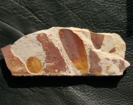 Glossopteris brownii (Brongniart,1838)