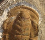Protolenus (Protolenus) densigranulatus GEYER 1990