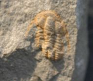 Kymataspis arenosa GEYER, 1990