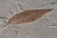 Cedrelospermum nervosum (Newberry, 1883)