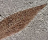 Cedrelospermum nervosum (Newberry, 1883)