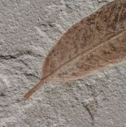 Cedrelospermum nervosum (Newberry, 1883)