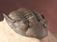 Metacanthina issoumourensis Morzardec 2001