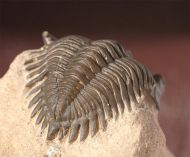 Metacanthina issoumourensis Morzardec 2001