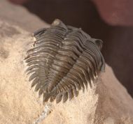 Metacanthina issoumourensis Morzardec 2001