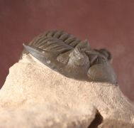 Metacanthina issoumourensis Morzardec 2001