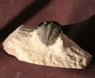 Metacanthina issoumourensis Morzardec 2001