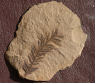 Metasequoia occidentalis Chaney, 1951