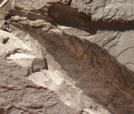 Cedrelospermum nervosum (Newberry, 1883)