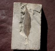 Cedrelospermum nervosum (Newberry, 1883)