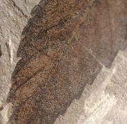 Cedrelospermum nervosum (Newberry, 1883)