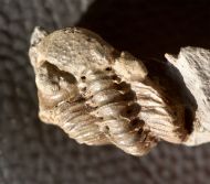 Geesops sparsinodosus gallicus (Struve, 1982)