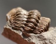 Geesops sparsinodosus gallicus (Struve, 1982)