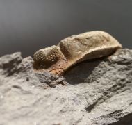 Geesops sparsinodosus gallicus (Struve, 1982)